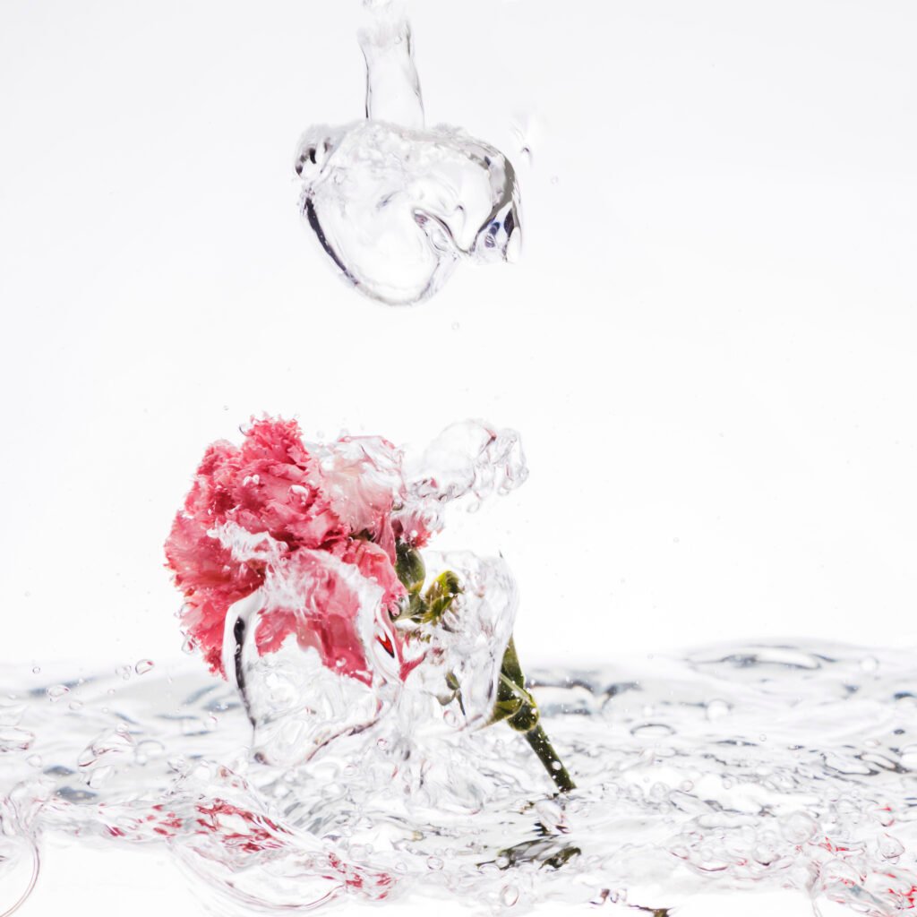 pink carnation falling into water (2)